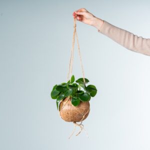 Kokodama 'Pilea Peperomioides' Ampel