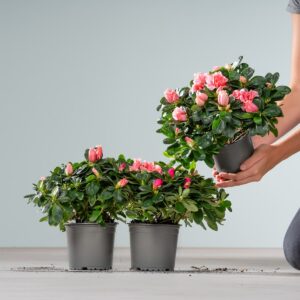 Pinkfarbene Azalee - 3 Stück