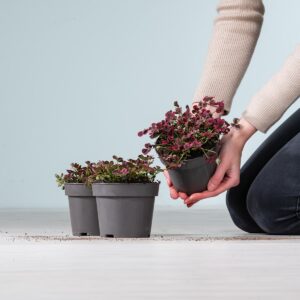 Weißklee rot - 3 Stück