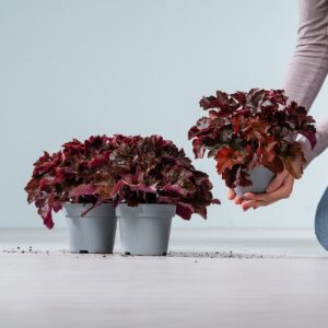 Purpurglöckchen 'Palace Purple' - 3 Stück M