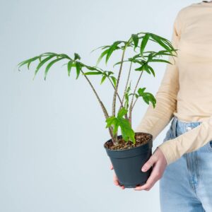 Alocasia 'Pink Passion'