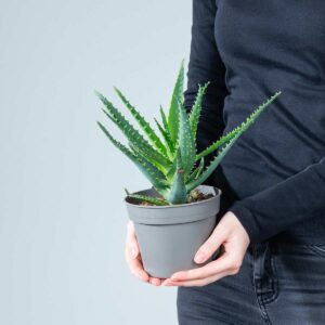 Aloe 'Arborescens' S