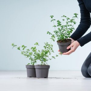 BIO Australischer Minzstrauch - 3 Stück