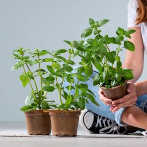 BIO Strauch-Basilikum - 3 Stück