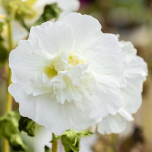 Stockrose 'Pleniflora' Weiß - 3 Stück