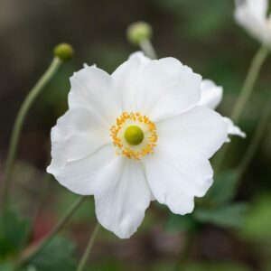 Herbst-Anemone 'Honorine Jobert' - 3 Stück