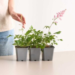 Prachtspiere 'Fanal' - 3 Stück