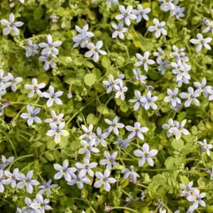 Blauer Bubikopf - 3 Stück