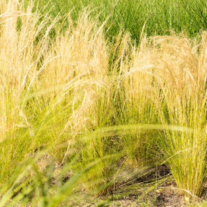 Federgras 'Ponytails' - 3 Stück