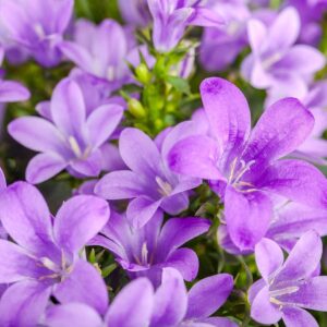 Hängepolster-Glockenblume - 3 Stück