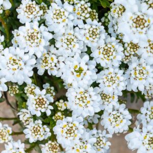 Immergrüne Schleifenblume 'Zwergschneeflocke' - 3 Stück