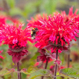 Indianernessel - 3 Stück