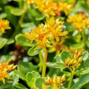 Kamtschatka-Fettblatt - 3 Stück