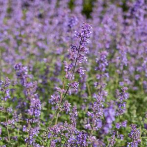 Katzenminze 'Walker's Low' - 3 Stück