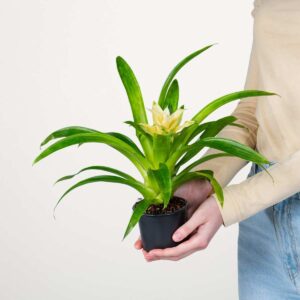 Guzmania 'Evelien'