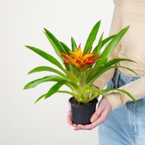 Guzmania 'Flava'