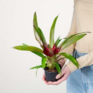 Guzmania 'Sky'