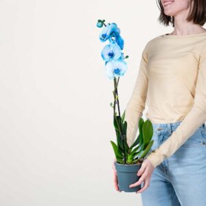 Phalaenopsis 'I Am Blue'