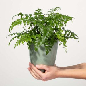 Asplenium 'Parvati'