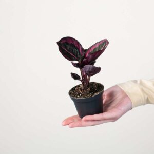 Calathea 'Princess Jesse'