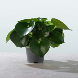 Peperomia 'Raindrop' M