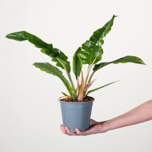 Philodendron 'Narrow' L