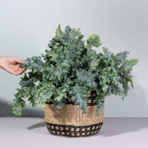 Phlebodium 'Davana' L