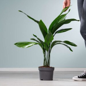 Schusterpalme 'Elatior' L