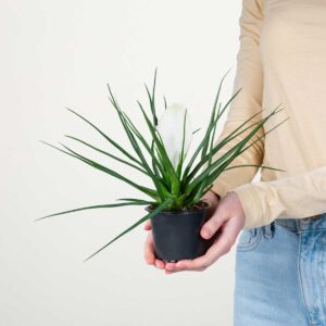 Tillandsie 'Biancini'