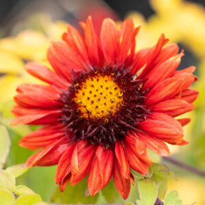 Kokardenblume 'Burgunder' - 3 Stück