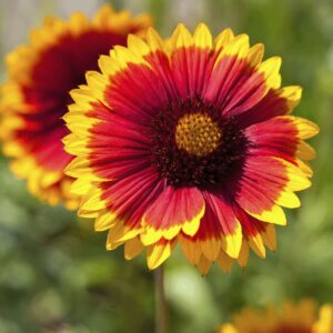 Kokardenblume 'Kobold' - 3 Stück