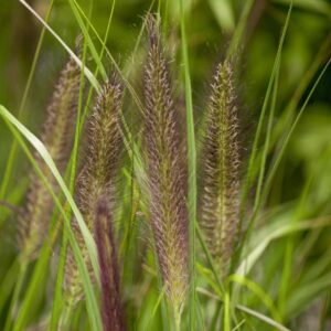 Lampenputzergras 'Viridescens' - 3 Stück