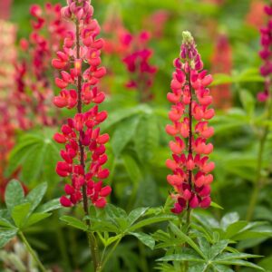 Lupine 'Gallery' Rot - 3 Stück