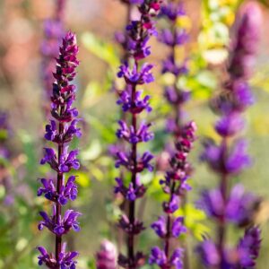 Steppensalbei 'Caradonna' - 3 Stück