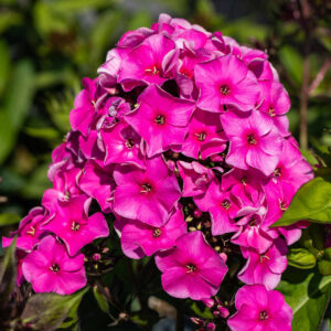 Phlox paniculata Rot - 3 Stück