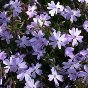 Polsterphlox 'Emerald Cushion Blue' - 3 Stück
