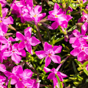 Polsterphlox 'MacDaniel's Cushion' - 3 Stück