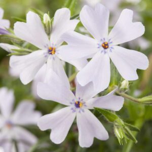 Polsterphlox 'White Delight' - 3 Stück