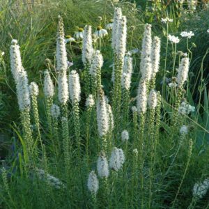 Prachtscharte 'Floristan' weiß - 3 Stück