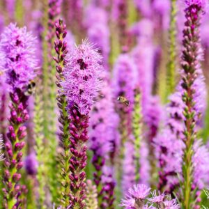 Prachtscharte 'Spicata' lila - 3 Stück