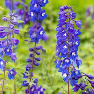 Rittersporn 'King Arthur' - 3 Stück