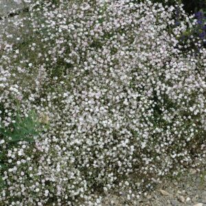 Schleierkraut 'Schneeflocke' - 3 Stück