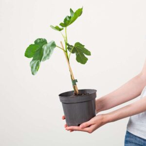 BIO Feige 'Gustissimo®Perratta®'