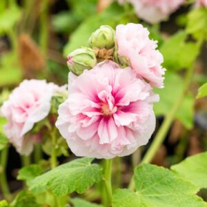 Stockrose 'Pleniflora' Rosa - 3 Stück