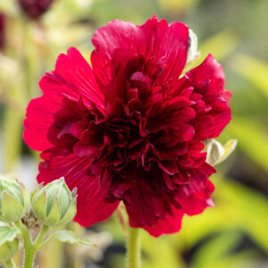 Stockrose 'Pleniflora' Rot - 3 Stück