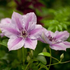 Clematis 'Nelly Moser'