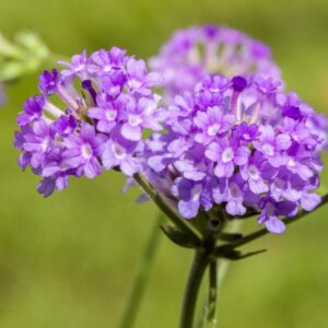 Steifes Eisenkraut - 3 Stück