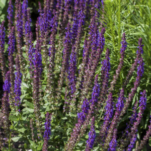 Steppensalbei - 3 Stück