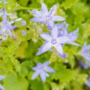 Sternpolster-Glockenblume - 3 Stück