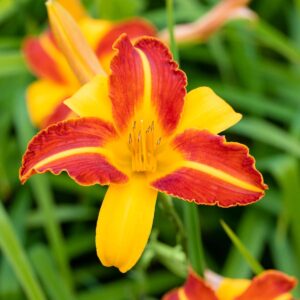 Taglilie 'Frans Hals' - 3 Stück